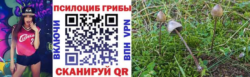 Псилоцибиновые грибы Cubensis  Берёзовка 